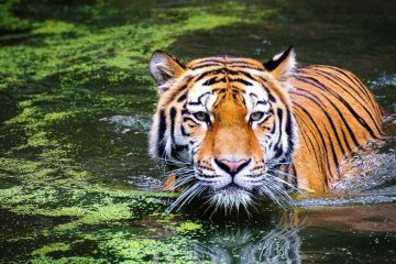 2022 L’ANNÉE DU TIGRE