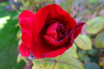 Concentrez-vous sur les FLEURS plutôt que sur les ÉPINES ! Concentrez-vous sur les FLEURS plutôt que sur les ÉPINES !