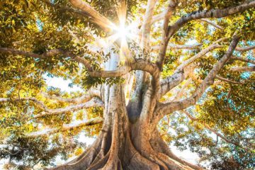 JE SUIS L’ARBRE DE VIE JE SUIS L’ARBRE DE VIE