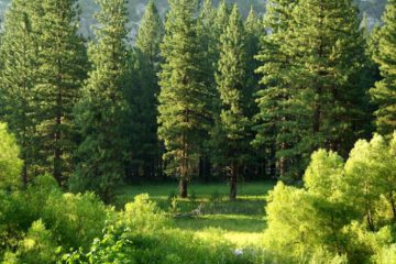 LES ARBRES DE LA NOUVELLE TERRE LES ARBRES DE LA NOUVELLE TERRE