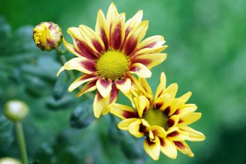 DE LA PREMIÈRE FLORAISON AU CHANGEMENT DE CONSCIENCE DE LA PREMIÈRE FLORAISON AU CHANGEMENT DE CONSCIENCE