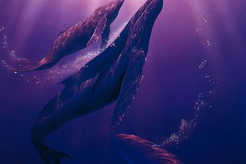 MAGNIFIQUE MESSAGE DU PEUPLE DES BALEINES