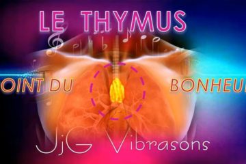 LE THYMUS – le point du BONHEUR
