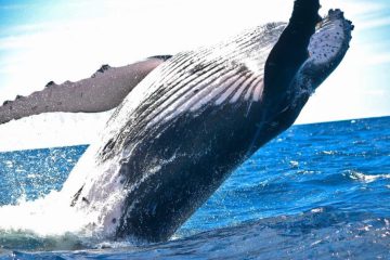Message des baleines à bosse de la Réunion : UNE ANNÉE FERTILE