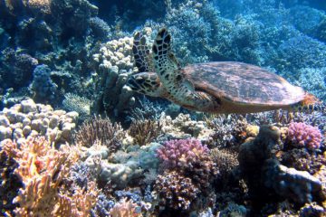 Les récifs coralliens : une toute nouvelle Terre s’offre à vous Les récifs coralliens : une toute nouvelle Terre s’offre à vous