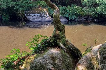 ET SI VOUS VOUS ENRACINIEZ… ET SI VOUS VOUS ENRACINIEZ…