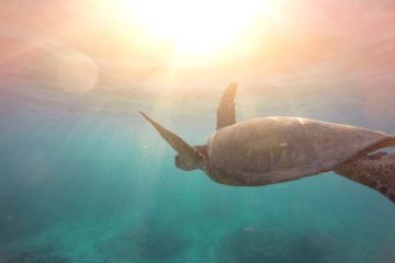 Message du Collectif des tortues marines : EXPLOREZ LES EAUX INTÉRIEURES DE VOTRE ÊTRE