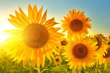 BIENVENUE au mois de JUILLET et à ses FABULEUSES VIBRATIONS ! BIENVENUE au mois de JUILLET et à ses FABULEUSES VIBRATIONS !