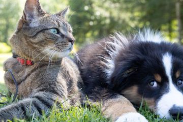 INCARNATIONS DES ANIMAUX DE COMPAGNIE INCARNATIONS DES ANIMAUX DE COMPAGNIE