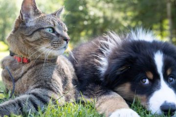 QUESTIONS SUR LES ANIMAUX QUESTIONS SUR LES ANIMAUX