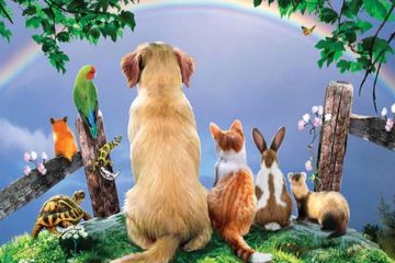 Laissons nos animaux de compagnie évoluer vers leur dimension supérieure