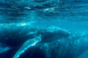 BALEINES, RAIES et ANÉMONES, les AMBASSADRICES de mondes célestes BALEINES, RAIES et ANÉMONES, les AMBASSADRICES de mondes célestes