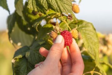 LONA : ENTRE LE SOLEIL ET NOTRE ASSIETTE LONA : ENTRE LE SOLEIL ET NOTRE ASSIETTE