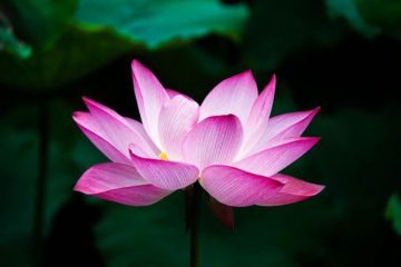 Vous êtes le LOTUS s’épanouissant AU DESSUS de la BOUE !