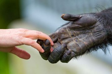 LE MONDE ANIMAL PARTICIPE À L’ÉVOLUTION DE L’HUMANITÉ
