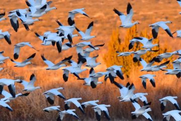 LES OISEAUX DE PLUMES SE RASSEMBLENT LES OISEAUX DE PLUMES SE RASSEMBLENT