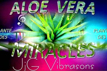 ALOE VERA – LA PLANTE DES MIRACLES