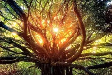 TU ES LE JARDINIER DE TON ÂME