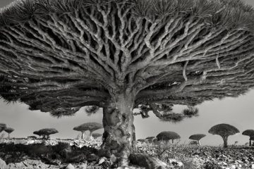 MESSAGE DE L’ARBRE DE VIE MESSAGE DE L’ARBRE DE VIE