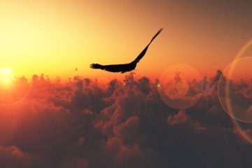 La JOIE d’Être est au-delà d’un plaisir ou d’un bonheur d’occasion…