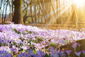 L’ÉQUINOXE DE MARS ET L’ARRIVÉE DU CIEL SUR TERRE