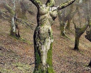 LA SAGESSE DE L’ARBRE