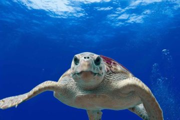 MESSAGE DES TORTUES MARINES