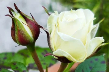 L’ASCENSION, OU COMMENT ÉCLORE À NOTRE NATURE DIVINE