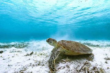LES TORTUES MARINES