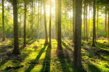 AURIEZ-VOUS PEUR DE VOTRE PROPRE LUMIÈRE ?