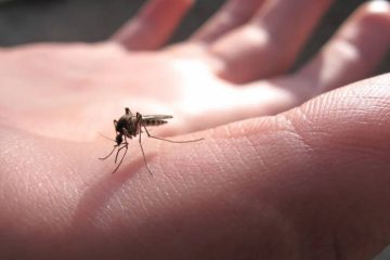 LE MOUSTIQUE, CE GRAND INITIATEUR LE MOUSTIQUE, CE GRAND INITIATEUR