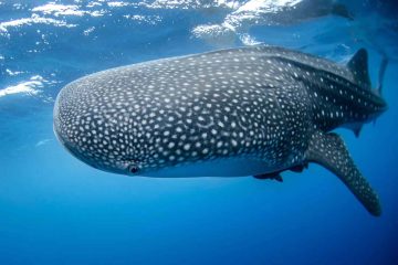 MESSAGE AUX PORTEURS DE LUMIÈRE – 4 MAI 2023 MESSAGE AUX PORTEURS DE LUMIÈRE – 4 MAI 2023