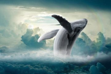 LES BALEINES À BOSSES