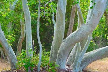 ÊTRE COMME UN ARBRE, ENRACINÉ ET FLEXIBLE ÊTRE COMME UN ARBRE, ENRACINÉ ET FLEXIBLE