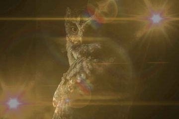 CONNEXIONS ANIMALES 777