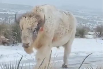 LE BUFFLE BLANC SACRÉ EST DE RETOUR
