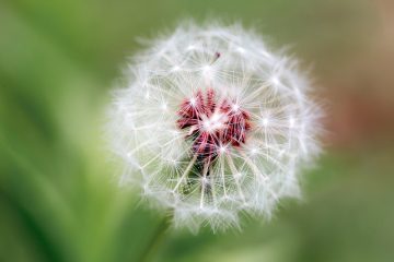 L’ART DE LA MANIFESTATION, le processus de création