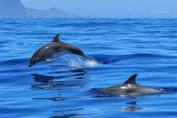 MESSAGE DES DAUPHINS MESSAGE DES DAUPHINS
