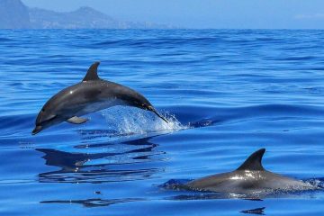 MESSAGE DES DAUPHINS DU 25 DÉCEMBRE 2023
