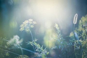 L’HUMAIN DIVIN : DIRE OUI À LA GRANDE ALCHIMIE