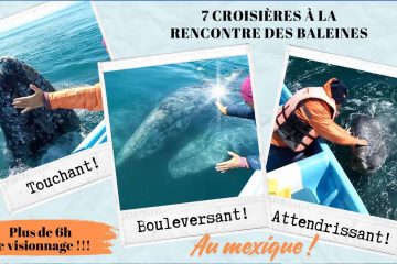 PROMO 48H – 7 croisières avec les Baleines Grises au Mexique !! PROMO 48H – 7 croisières avec les Baleines Grises au Mexique !!
