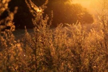 COMPRENDRE CE QUI BOUSCULE NOUS AIDE À LE TRAVERSER
