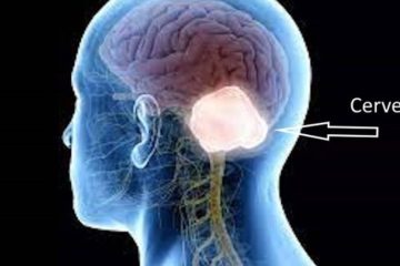 « MAOUSSE COSTAUD » LES ÉNERGIES QUI OEUVRENT DANS LE CERVEAU