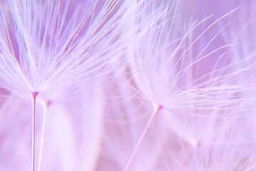 OBSERVEZ LA BEAUTÉ QUI VOUS ENTOURE OBSERVEZ LA BEAUTÉ QUI VOUS ENTOURE