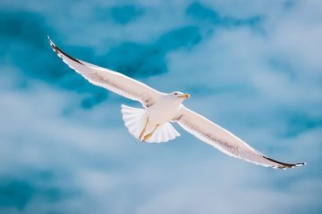 QU’EST-CE QUE LA VRAIE LIBERTÉ ? QU’EST-CE QUE LA VRAIE LIBERTÉ ?